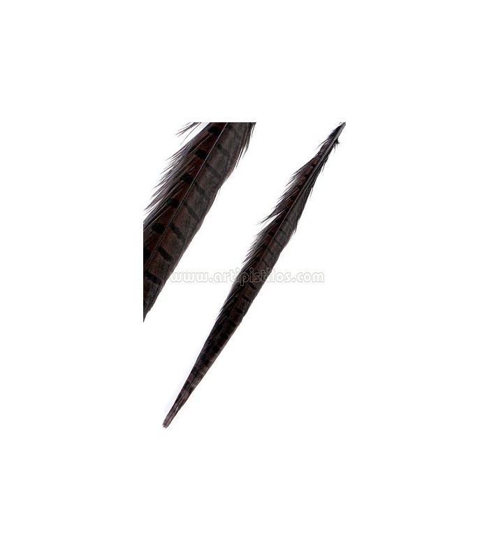 PLUME DE FAISAN 36 - 41 CMS.