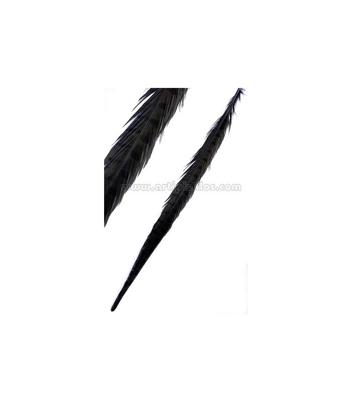 PLUME DE FAISAN 36 - 41 CMS.