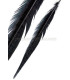 PLUME DE FAISAN 36 - 41 CMS.
