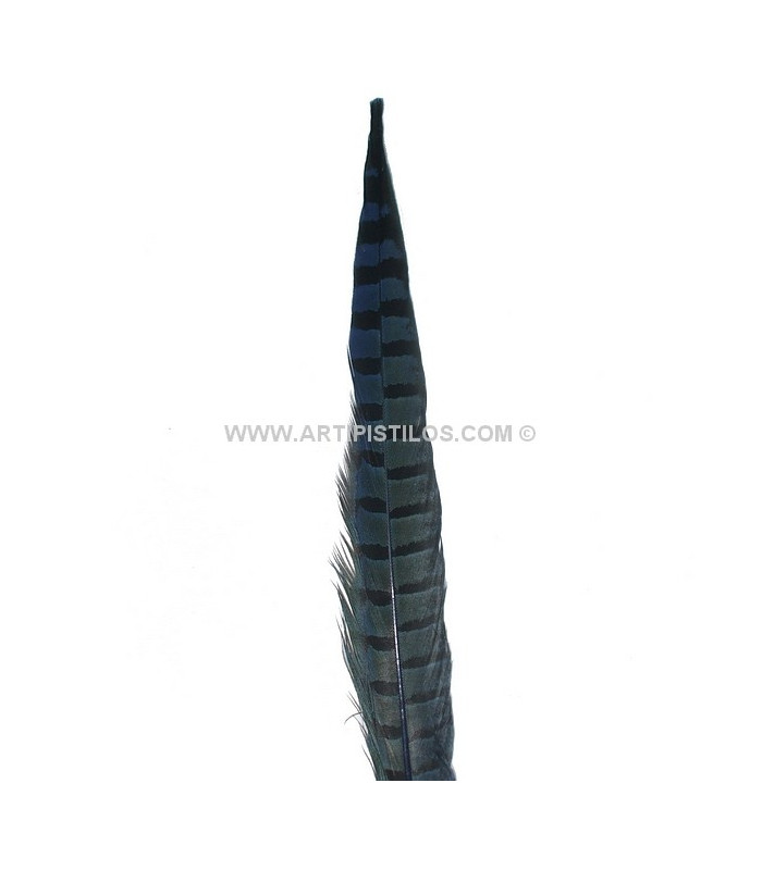 PLUME DE FAISAN 36 - 41 CMS.