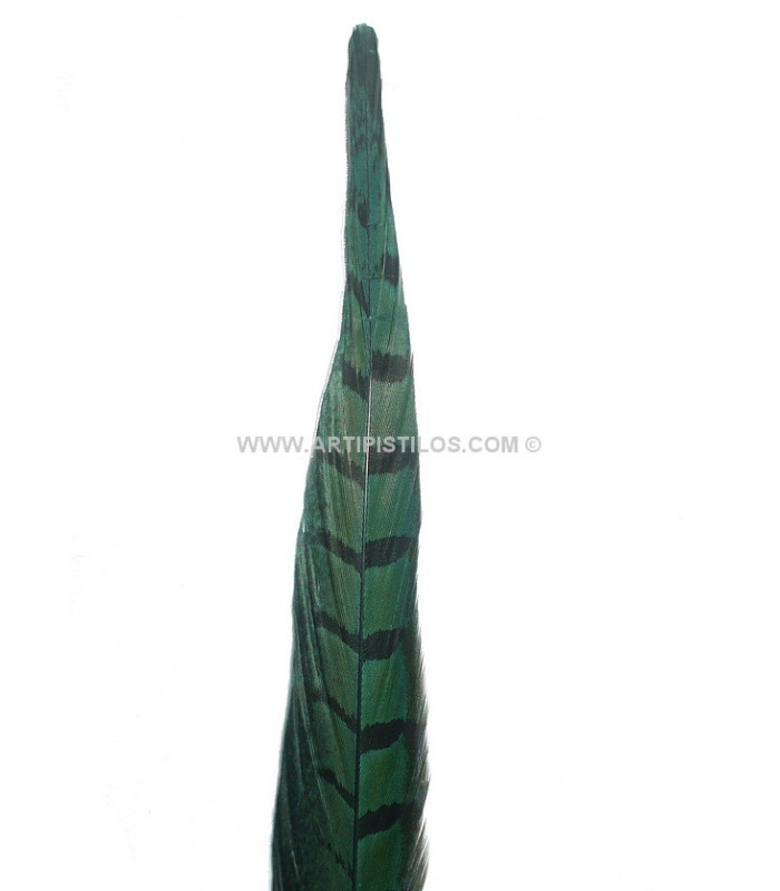 PLUME DE FAISAN 36 - 41 CMS.