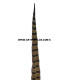 PLUME DE FAISAN 61/66 CMS.