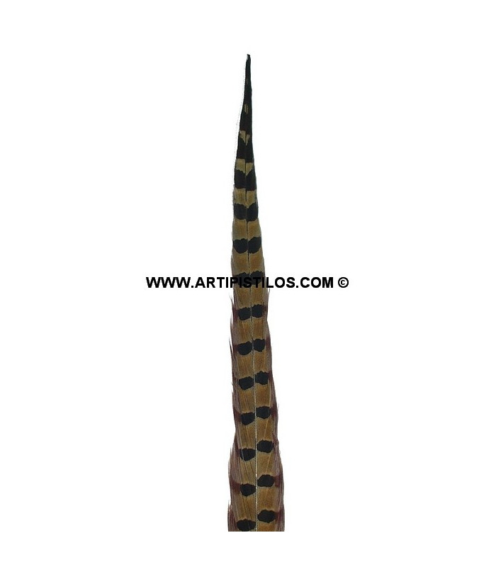 PLUME DE FAISAN 61/66 CMS.