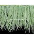 RUBAN D´OIE BIOT PREMIÉRE QUALITÉ -  10 CMS.