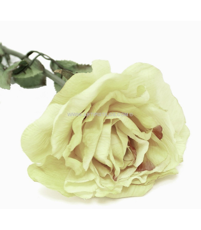 ROSE 1ére Qualité effect papyrus