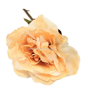 ROSE 1ére Qualité effect papyrus