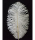 PLUME D´AUTRUCHE 25 - 30 CMS.