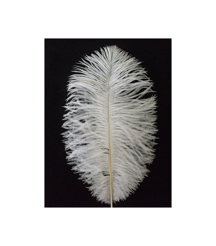 PLUME D´AUTRUCHE 25 - 30 CMS.