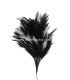 MONTAGE PLUMES DE COQ
