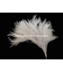 MONTAGE PLUMES DE COQ