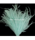 MONTAGE PLUMES D´AUTRUCHE/COQ