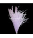 MONTAGE PLUMES D´AUTRUCHE/COQ