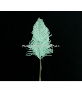 PLUME D´AUTRUCHE POINTE DE FLÈCHE