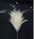 BOUQUET PLUMES DE COQ