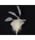 MONTAGE PLUMES DE JARS/ANTENNE DE COQ