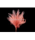 BOUQUET PLUMES D´OIE/COQ