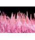 FRANGE DE PLUMES DE COQ 10 CMS.