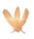 PLUME DE CANARD 15 CMS.
