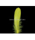 PLUME DE CANARD 15 CMS.