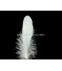 PLUME DE CANARD 15 CMS.