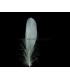 PLUME DE CANARD 15 CMS.