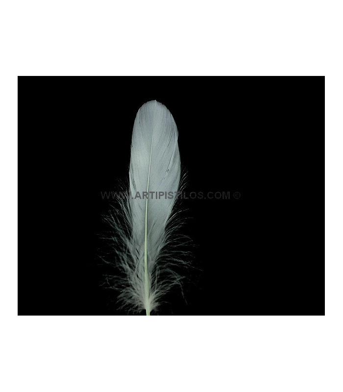 PLUME DE CANARD 15 CMS.