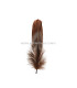 PLUME DE CANARD 15 CMS.