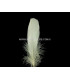 PLUME DE CANARD 15 CMS.