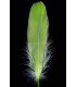 PLUME DE CANARD 15 CMS.