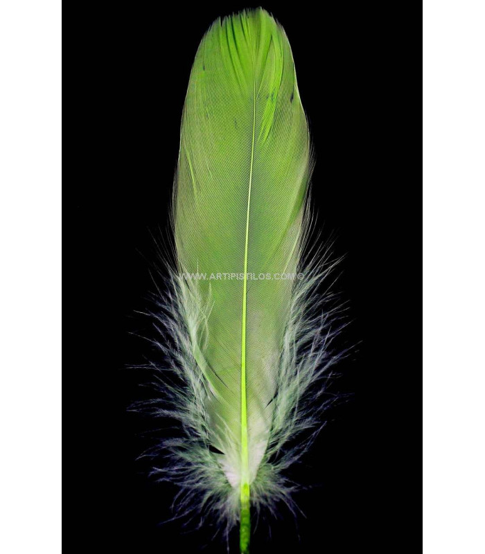 PLUME DE CANARD 15 CMS.