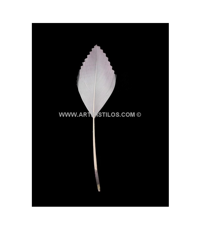 PLUME DE CANARD DECOUPÉE 15 CMS.