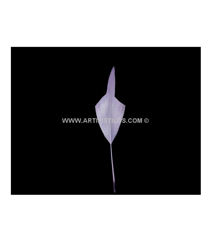 PLUME POINTE DE FLÈCHE 15 CMS.
