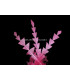 PLUME DE CANARD DIAMANT 15 CMS.
