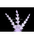 PLUME DE CANARD DIAMANT 15 CMS.