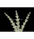PLUME DE CANARD DIAMANT 15 CMS.
