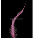 PLUME BRÛLÉE DE COQ 30 CMS.