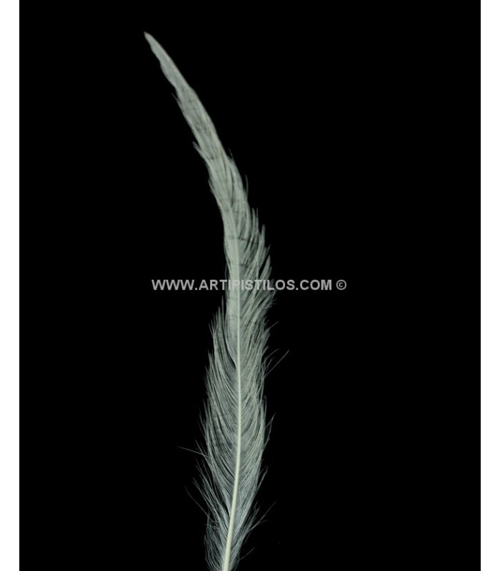 PLUME BRÛLÉE DE COQ 30 CMS.