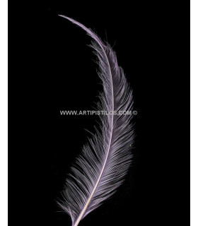 PLUME BRÛLÉE DE COQ 30 CMS.