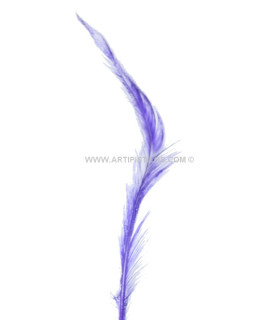 Plume brûlée de coq 30 cm