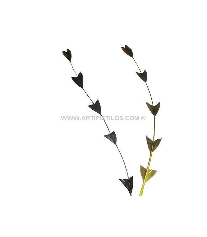 PLUME DÉCOUPÉE ARROW BICOLORE 28 CMS.