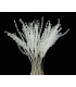 PLUME DIAMOND 28-30 CMS.