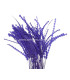 PLUME DIAMOND 28-30 CMS.