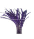 PLUME DIAMOND 28-30 CMS.