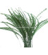 PLUME DIAMOND 28-30 CMS.