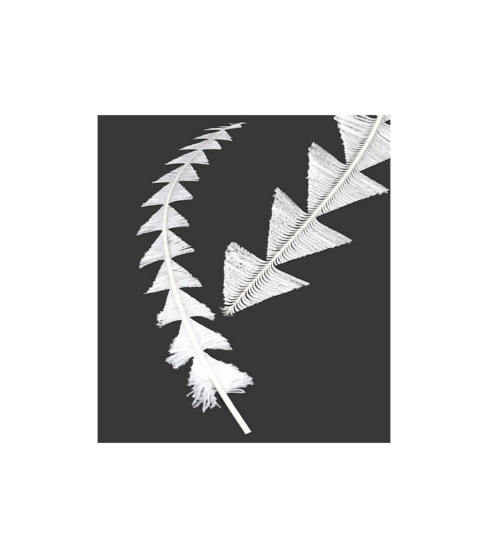 PLUME D´AUTRUCHE DÉCOUPÉE 55 - 65 CMS.