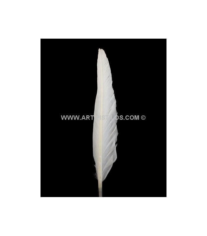 PLUME D´OIE 25 CMS.