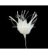 FLEUR DE PLUMES