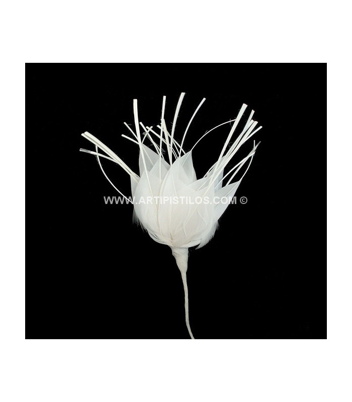 FLEUR DE PLUMES