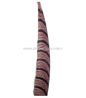 PLUME DE FAISAN LADY AMHERST 50-62,5 CMS.