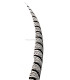 PLUME DE FAISAN LADY AMHERST 80-90 CMS.